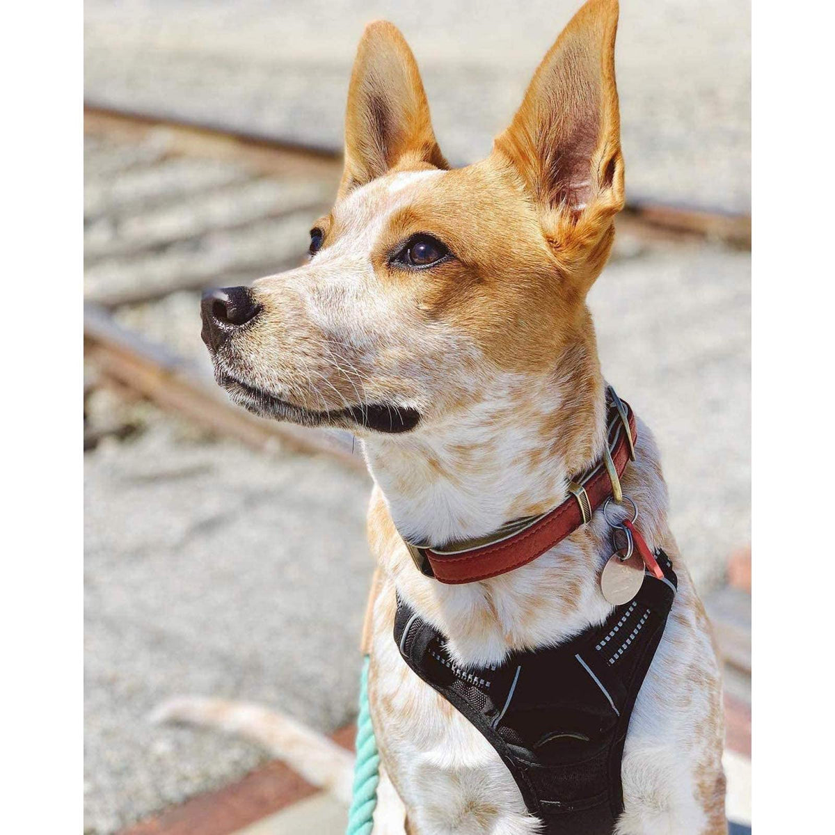 rabbitgoo Dog Harness, No Pull Medium Sized with 2 Leash Clips, Pet Vest
