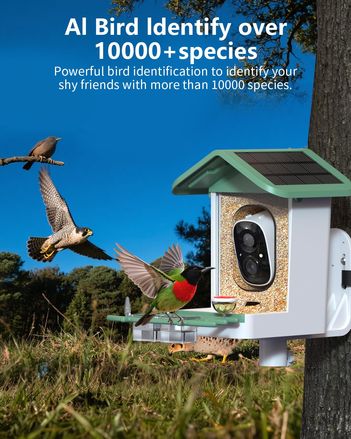 Bird Feeder with Camera, 2K Smart BirdCamera with Solar Powered, AI Identify Birds Species, Instant Arrival Alerts, 2.4Ghz WiFi Bird House for Outdoors, Ideal Gift for Family and Bird Lovers (Green)